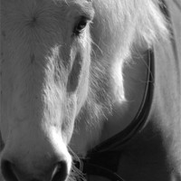 Buy canvas prints of The White Horse by Brian Fuller