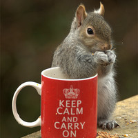 Buy canvas prints of Keep Calm and Nibble Nuts by Brian Fuller