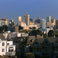 Buy canvas prints of Painted Ladies by Terry Willmer