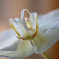Buy canvas prints of The moth orchid angel by mike Davies