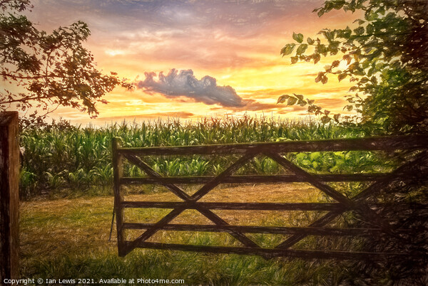 Maize Field At Sunset Picture Board by Ian Lewis