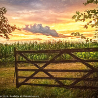 Buy canvas prints of Maize Field At Sunset by Ian Lewis