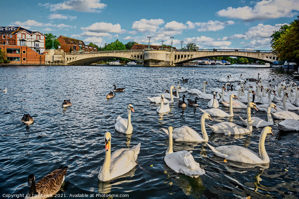 Swans by Caversham Bridge in Reading Picture Board by Ian Lewis