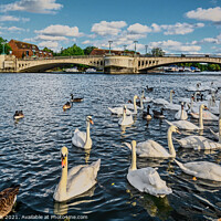 Buy canvas prints of Swans by Caversham Bridge in Reading by Ian Lewis