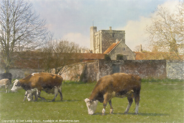Cows and Calves by St Cross Picture Board by Ian Lewis
