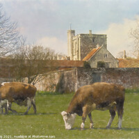 Buy canvas prints of Cows and Calves by St Cross by Ian Lewis