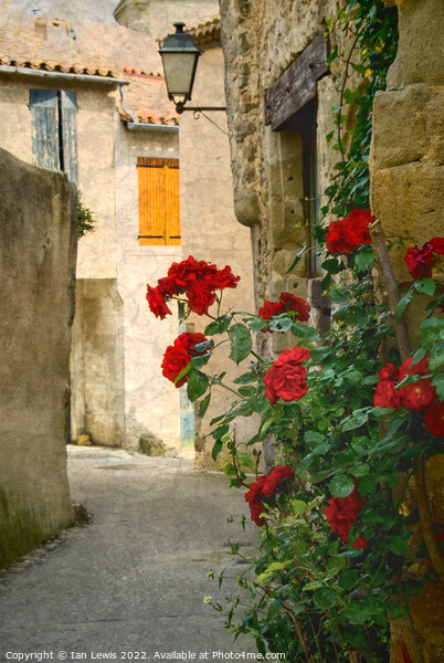 Rose Adorned Lane in Southern France Picture Board by Ian Lewis