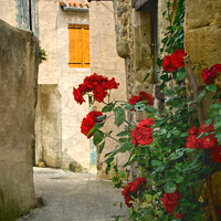 Buy canvas prints of Rose Adorned Lane in Southern France by Ian Lewis
