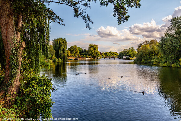 The  River Thames at Benson Picture Board by Ian Lewis