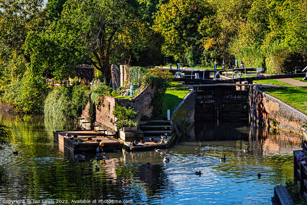 The Town Lock at Newbury Picture Board by Ian Lewis