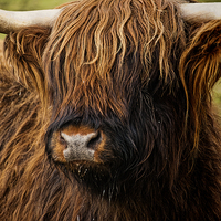 Buy canvas prints of West Highland Cattle by Ian Lewis