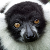 Buy canvas prints of Black and White Ruffed Lemur by Ian Lewis