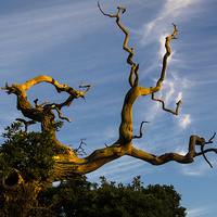 Buy canvas prints of The Old Tree by Ian Lewis