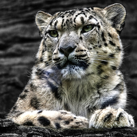 Buy canvas prints of Snow Leopard by Ian Lewis