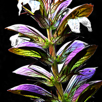 Buy canvas prints of Acanthus Spinosus by Ian Lewis