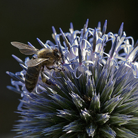 Buy canvas prints of Honey Bee on a Globe Thistle by Ian Lewis