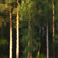 Buy canvas prints of Rippled Trees by Ian Lewis