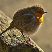 Buy canvas prints of Winter Robin by Ian Lewis