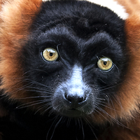 Buy canvas prints of Red Ruffed Lemur Portrait by Ian Lewis