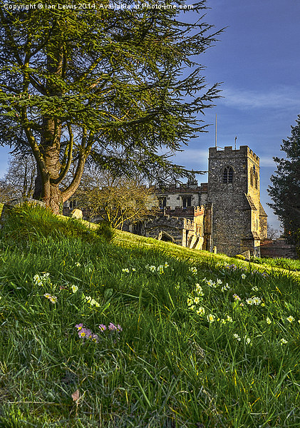 Ewelme Church and Primroses Picture Board by Ian Lewis