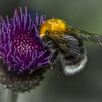Buy canvas prints of  Bumblebee on Cynara Cardunculus by Ian Lewis