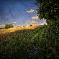 Buy canvas prints of  Path By The Field by Ian Lewis