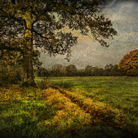 Buy canvas prints of Tranquil Autumnal Pathway by Ian Lewis
