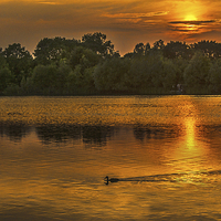 Buy canvas prints of  Last Duck Of The Day by Ian Lewis