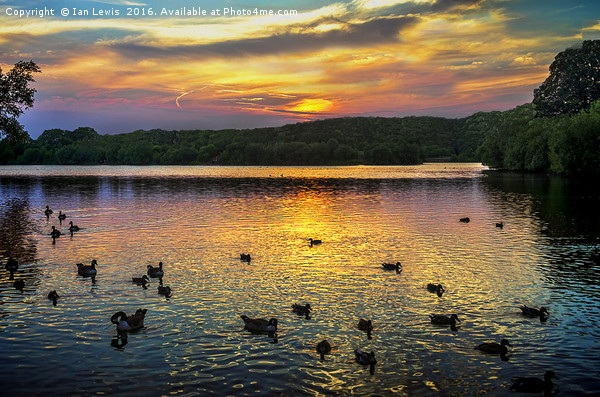 Sunset Over Black Swan Lake Picture Board by Ian Lewis