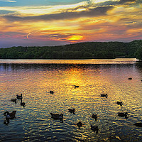 Buy canvas prints of Sunset Over Black Swan Lake by Ian Lewis