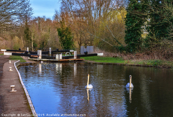 Swans At Greenham Lock Picture Board by Ian Lewis