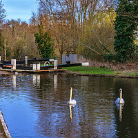 Buy canvas prints of Swans At Greenham Lock by Ian Lewis