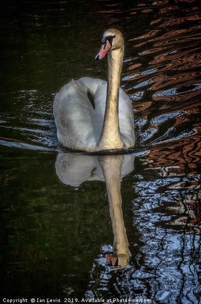 A Swan On The Kennet Picture Board by Ian Lewis