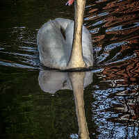 Buy canvas prints of A Swan On The Kennet by Ian Lewis