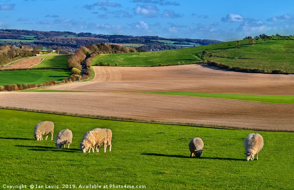 The Berkshire Downs In Springtime Picture Board by Ian Lewis