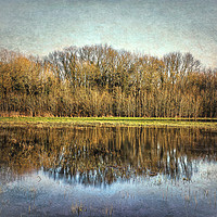 Buy canvas prints of Winter Trees Reflected by Ian Lewis