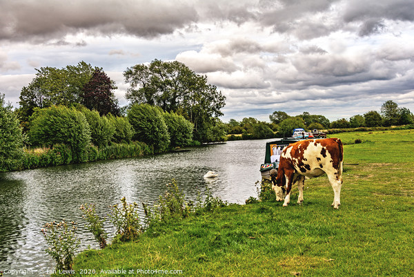 The Thames Path at Lechlade Gloucestershire Picture Board by Ian Lewis