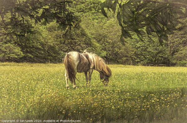 Pony In The Buttercups Digital Art Picture Board by Ian Lewis