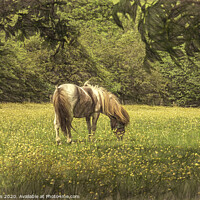 Buy canvas prints of Pony In The Buttercups Digital Art by Ian Lewis