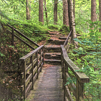 Buy canvas prints of A Woodland Footbridge by Ian Lewis