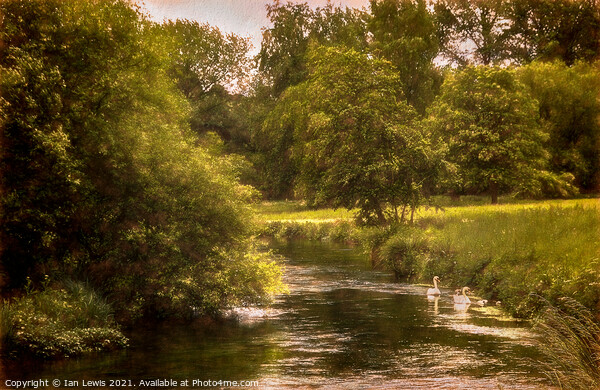 Swans On The Itchen a Digital Painting Picture Board by Ian Lewis