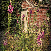 Buy canvas prints of Bottom Of A Cottage Garden by Ian Lewis