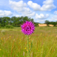 Buy canvas prints of Simply Thistle by Paul Betts