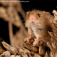 Buy canvas prints of Harvest Mouse by Dave Whenham