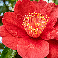 Buy canvas prints of red camelia by keith sutton