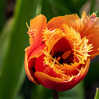 Buy canvas prints of tulip by keith sutton