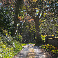 Buy canvas prints of leafy walk by keith sutton
