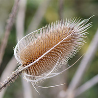 Buy canvas prints of Teasel by keith sutton