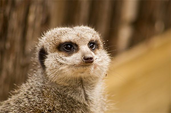 compare the meerkat Picture Board by keith sutton