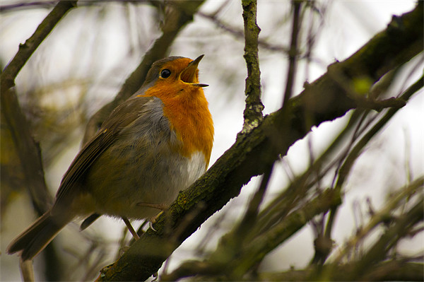 Robin Picture Board by keith sutton